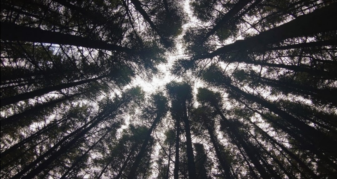 PLAYLISTS